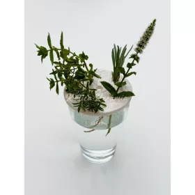 Váza rendező/gyökereztető